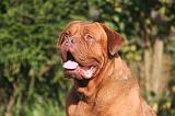 DOGUE DE BORDEAUX 433